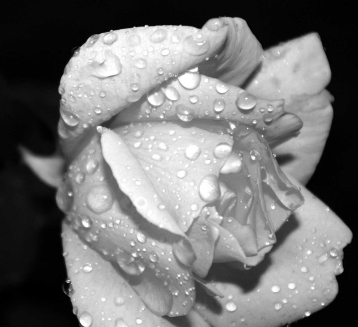 Obituary of Kerry Feldman