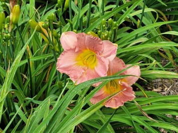 Obituary of James "Jim" A Corbett