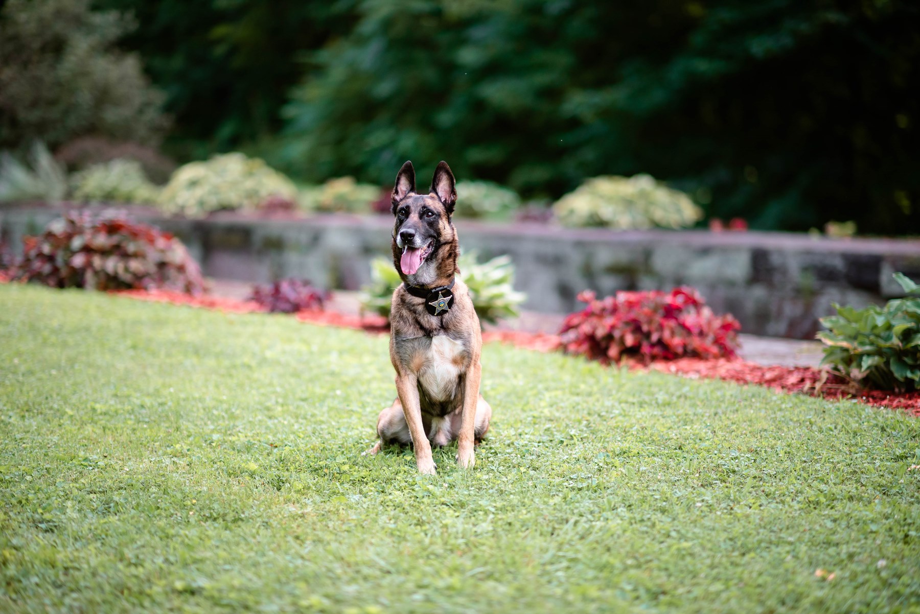 Obituary of K-9 Chili