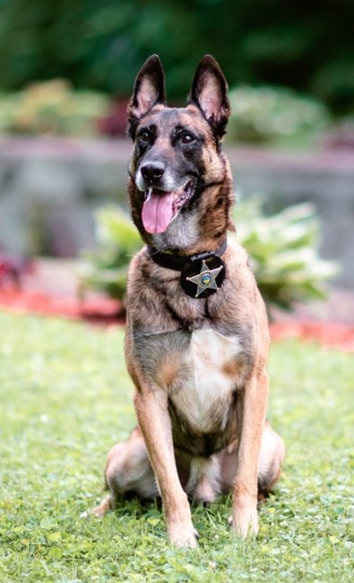 Obituary of K-9 Chili