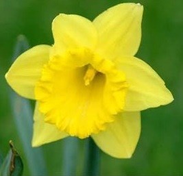 Obituary of William Harry Hickman