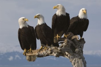 Avis de décès de Carol McClellan-Hayes