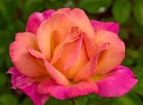 Obituary of Roslyn Carol Herwitt