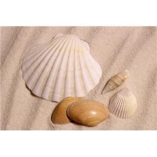 Obituary of Beatrice M. Schleyer