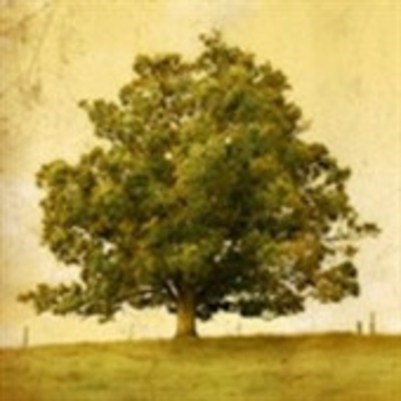 Obituary of Willie E Williams
