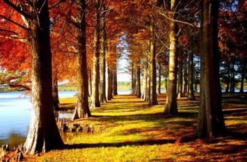 Obituary of Walter J. Hayde