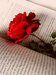 Obituary of Margaret Sciarrillo