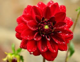 Florence Tien Obituary Redmond Wa