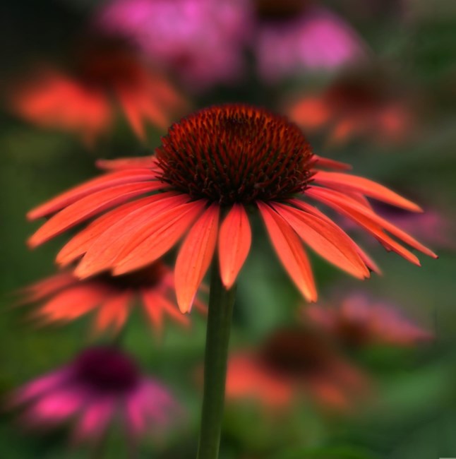 Obituary of Daniel McAleese