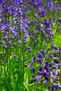 Obituary of Patricia Brooks Hosmer