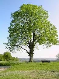 Obituary of Donald Earl Hildebrandt