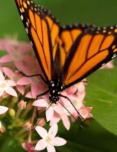 Obituary of Nancy M. Burton