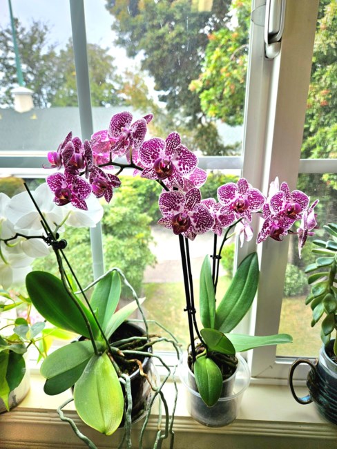 Obituary of Huong Thi Nguyen