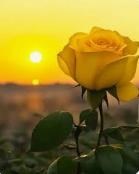 Obituary of Dennes Edward Numsen