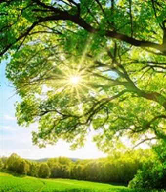 Obituary of Primo Erice Lucena Jr.