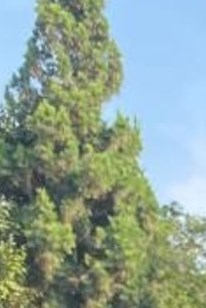 Jose Aldana Obituary Montebello, CA