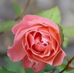 Obituary of Judy A Harding