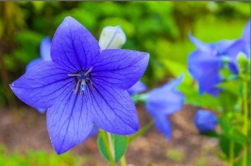 Obituary of Rosa Maria Aceves