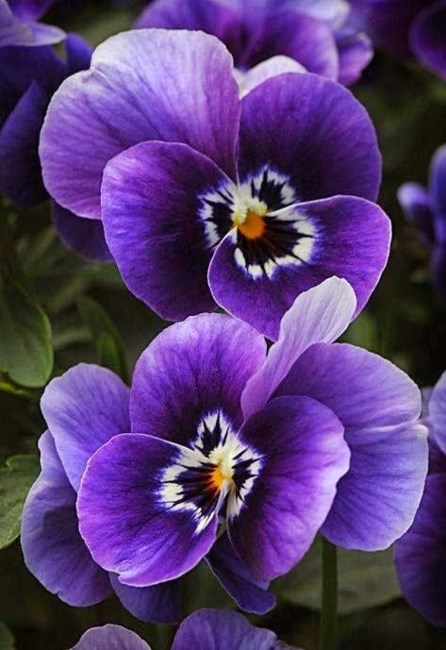 Obituary of Monica M. Troncoso