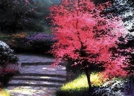 Obituary of Louise Coreen Patrick