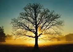 Obituary of Mark Earl Beeninga