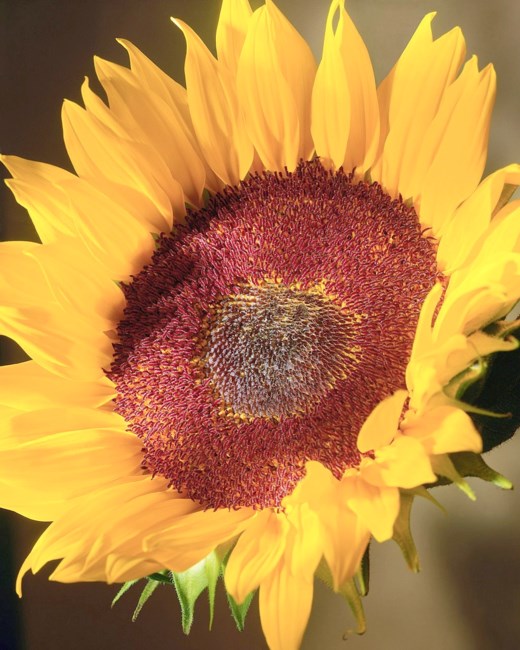 Obituary of Eddie Hill