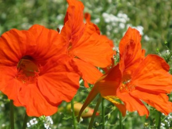 Obituario de Richard "Dick" Vincent Loucks