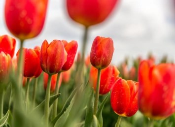 Obituary of Janet Sue Kidd