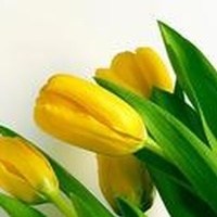 Obituary of Patricia Marie Adams
