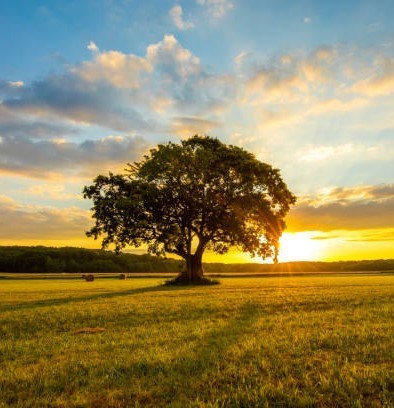 Obituary of Carolyn Ann Piazza