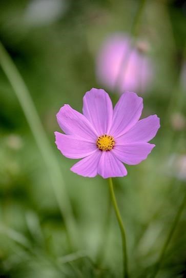 Obituary of Esther T Pino