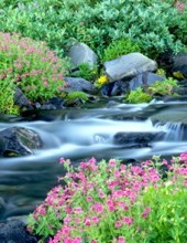 Obituary of Carolyn Eugenia Morrissey