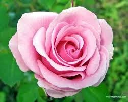 Obituary of Chau T. Huynh Bellinger