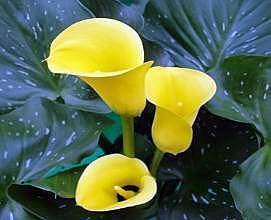 Obituary of Chiu Yuk Chan