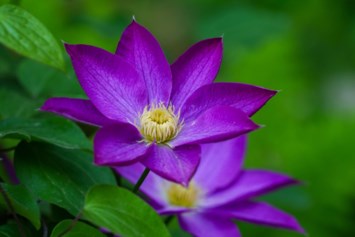 Obituary of Maury Leigh Heiss