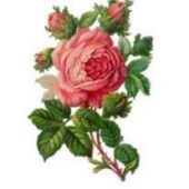 Obituary of Rae Chastain