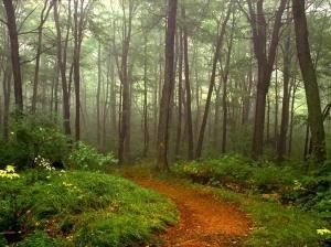 Obituary of Marjorie "Marge" Carolyn McGaugh Mattocks