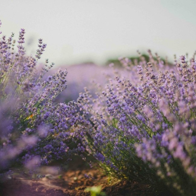 Obituary of Dorothy Jean Sullivan