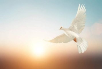 Obituary of Freddy Pulido