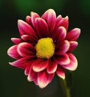 Obituary of Nina Belle Katz