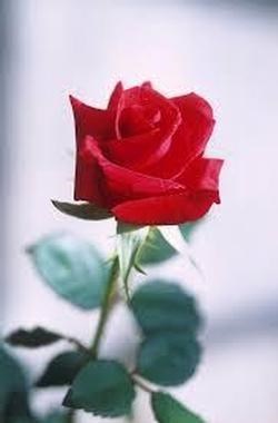 Obituary of Abdul H. Mohammad Ali