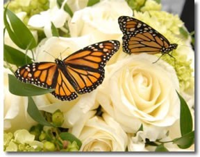 Obituary of Catherine Elaine Carr