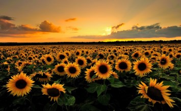 Obituary of Naomi Mae Jones