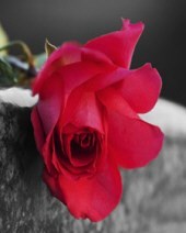 Avis de décès de Thelma Jane Henderson