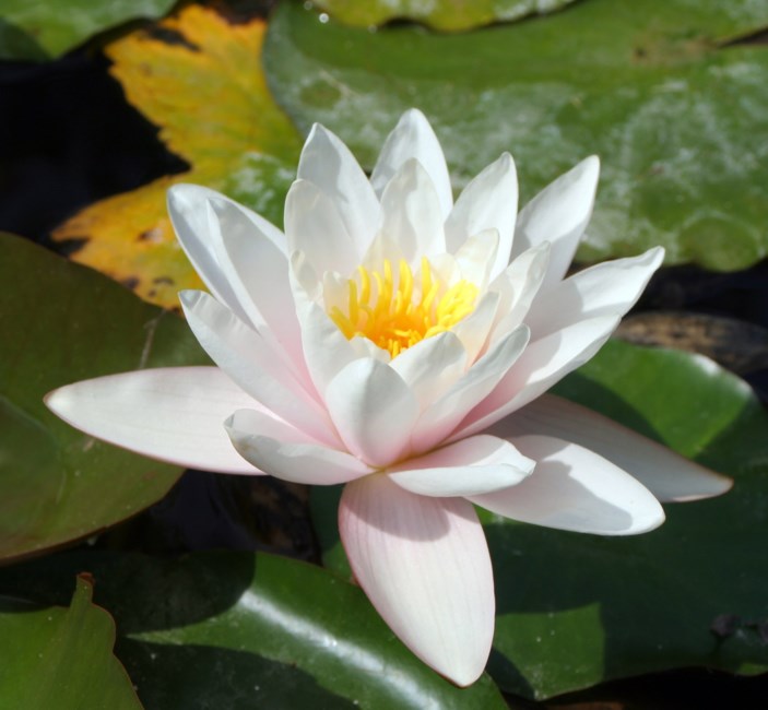 Avis de décès de Jack Wong Low