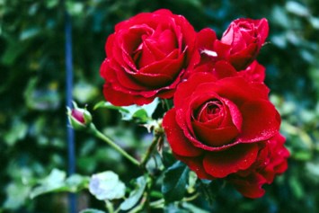 Obituary of Matthew Martin Chu