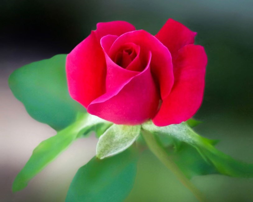 Obituary of Eileen Frances Girtain