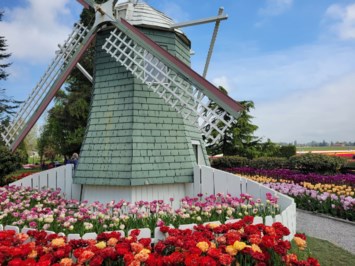 Obituary of Dorothy Elaine Downey