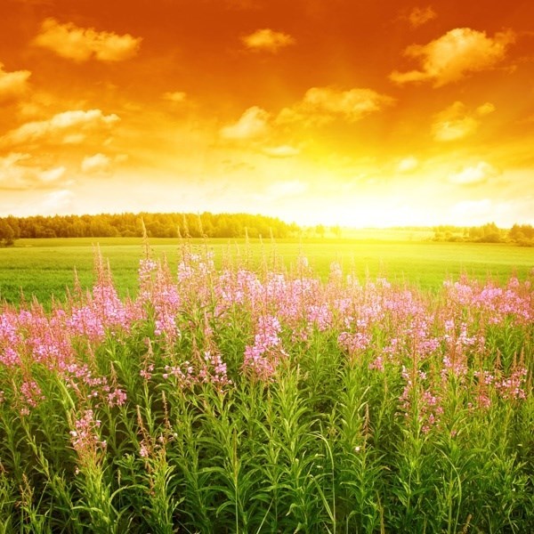 Obituary of Hedwig Parichan