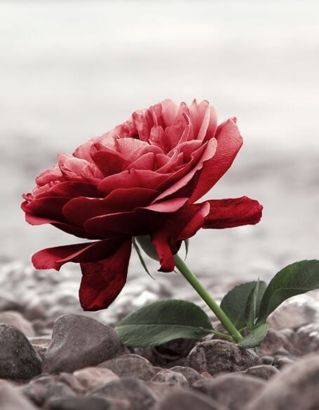 Obituary of Carol Anne Metzbower